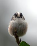 Long-tailed_Tit_9